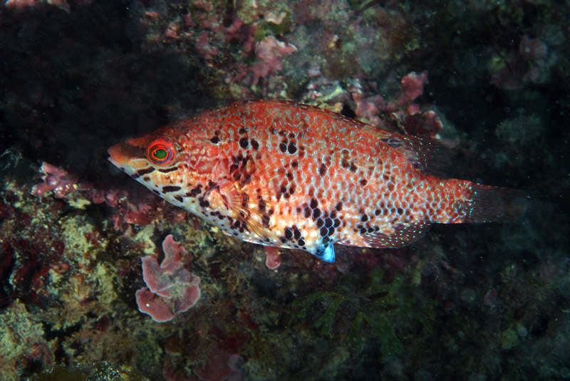 Symphodus cinereus (Bonnaterre, 1788)